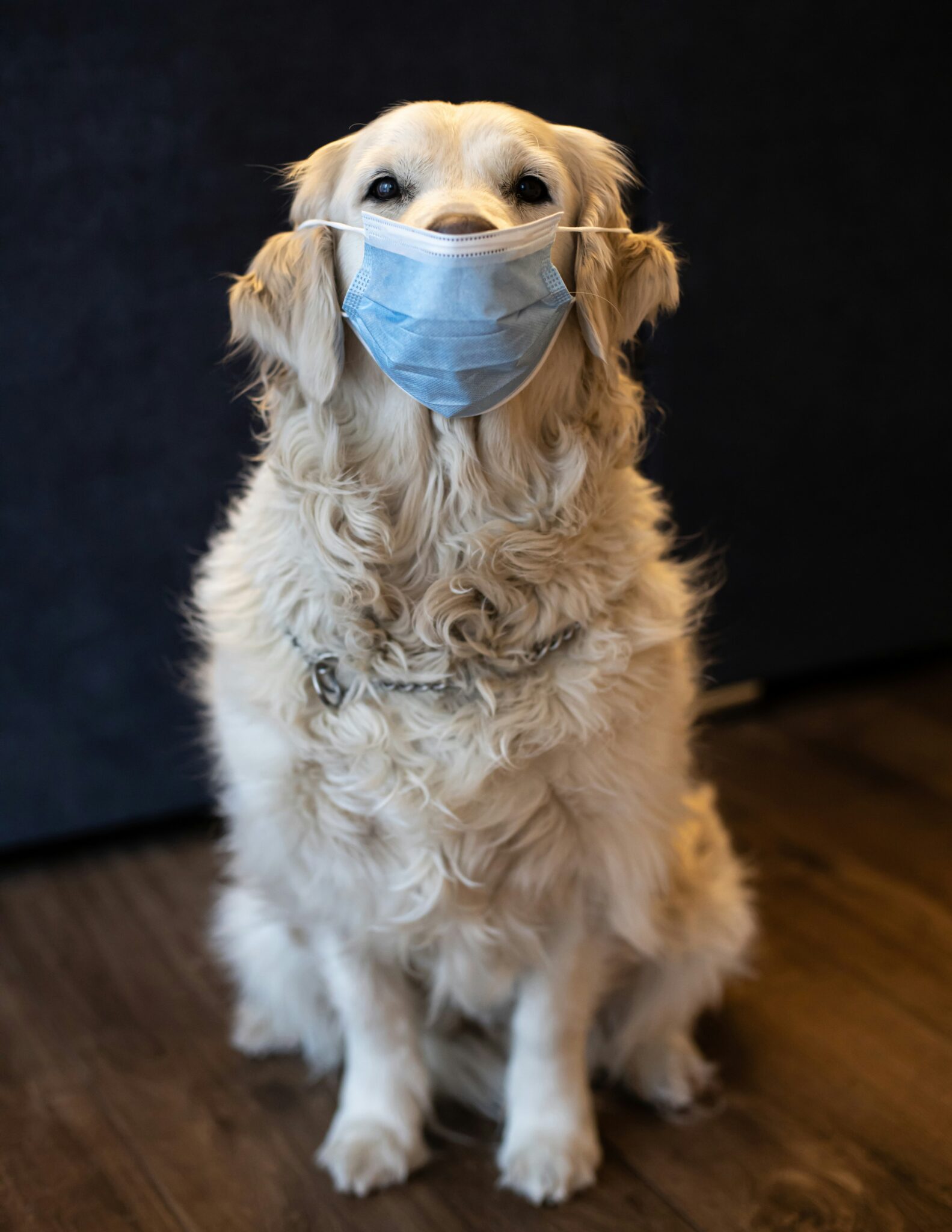 Visual Reference: How To Treat Flea Allergy Dermatitis In Dogs At Home