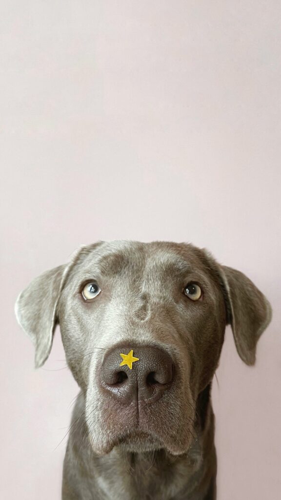 Dog Food for Skin Allergies