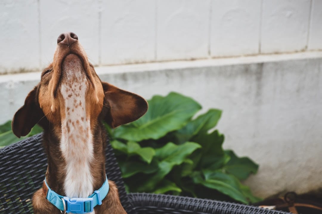 How to Tell If Your Dog Has Allergies: Signs & Solutions