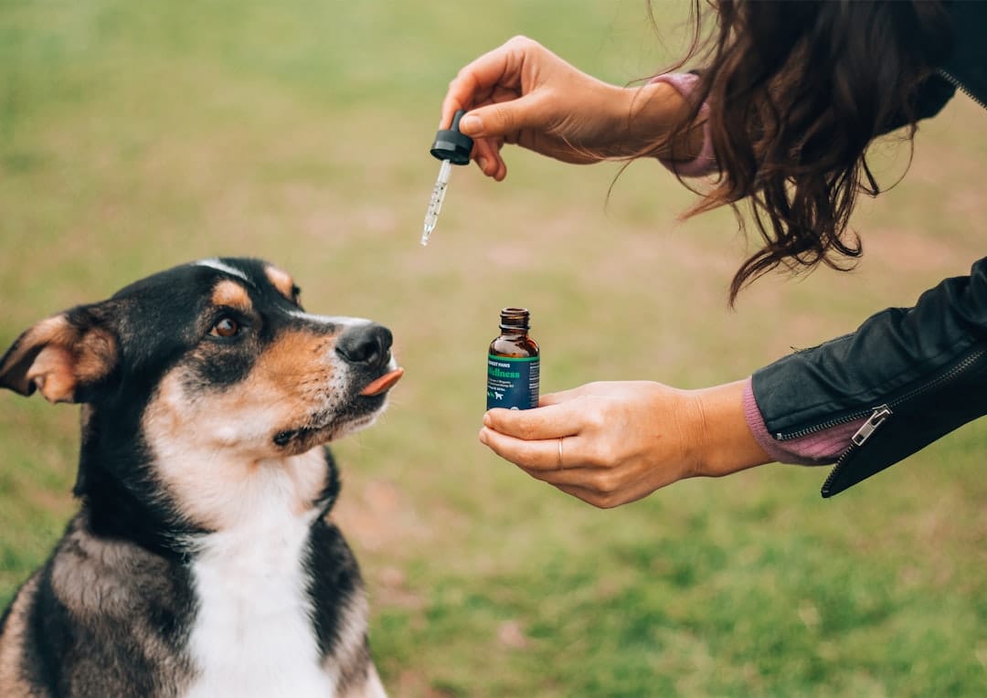 Can Dogs Take Allergy Medicine? Safe Options & Tips
