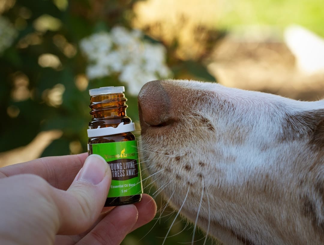 Can You Give a Dog Allergy Pills? Safe Options & Tips
