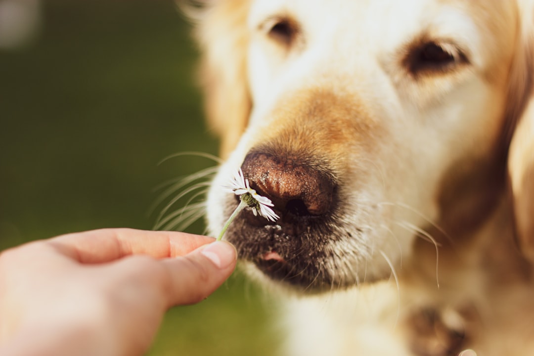What Can You Give Dogs for Allergies? Safe Relief Options