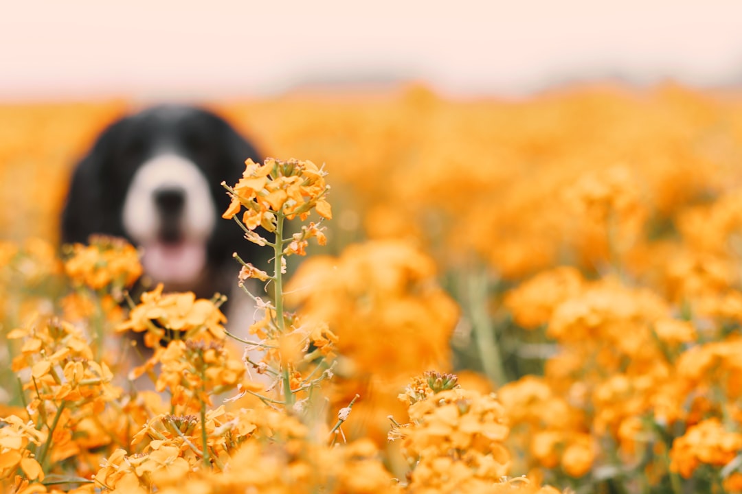 Can Dogs Get Seasonal Allergies? Signs & Relief Guide