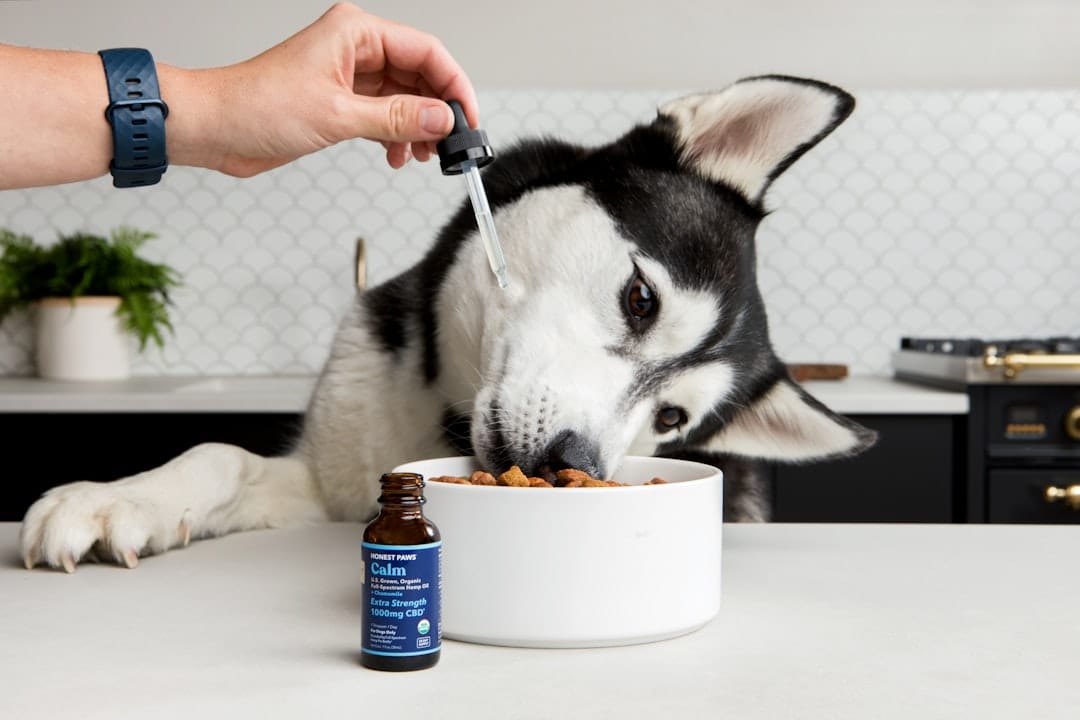 Can Dogs Take Allergy Meds? Safe Options Explained
