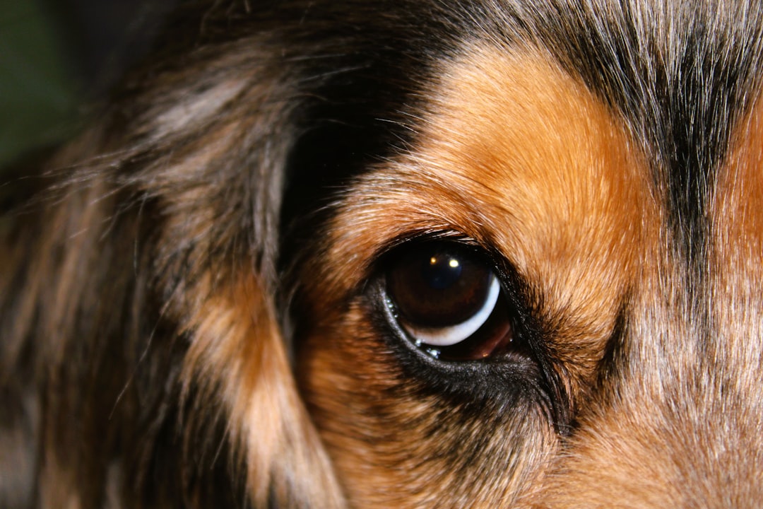 Can You Give Dogs Benadryl for Allergies? Safe Dosage & Alternatives