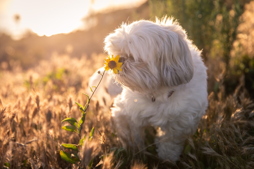 How Much Honey to Give Dog for Allergies? Safe Dosage Guide