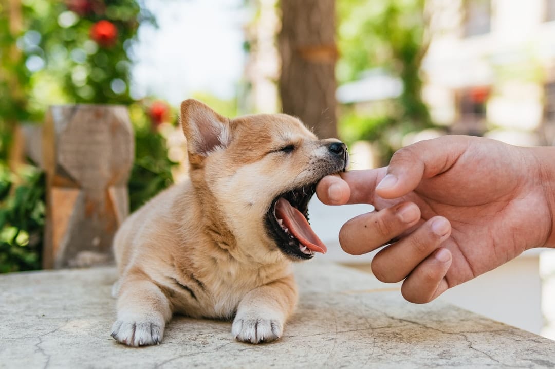 How to Treat Dog Allergy: Effective Solutions & Relief