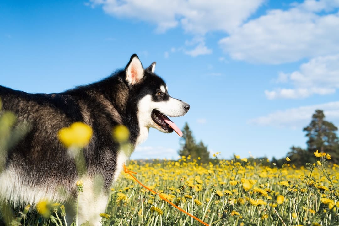 How to Get Rid of Dog Allergies Naturally: Safe Relief Guide