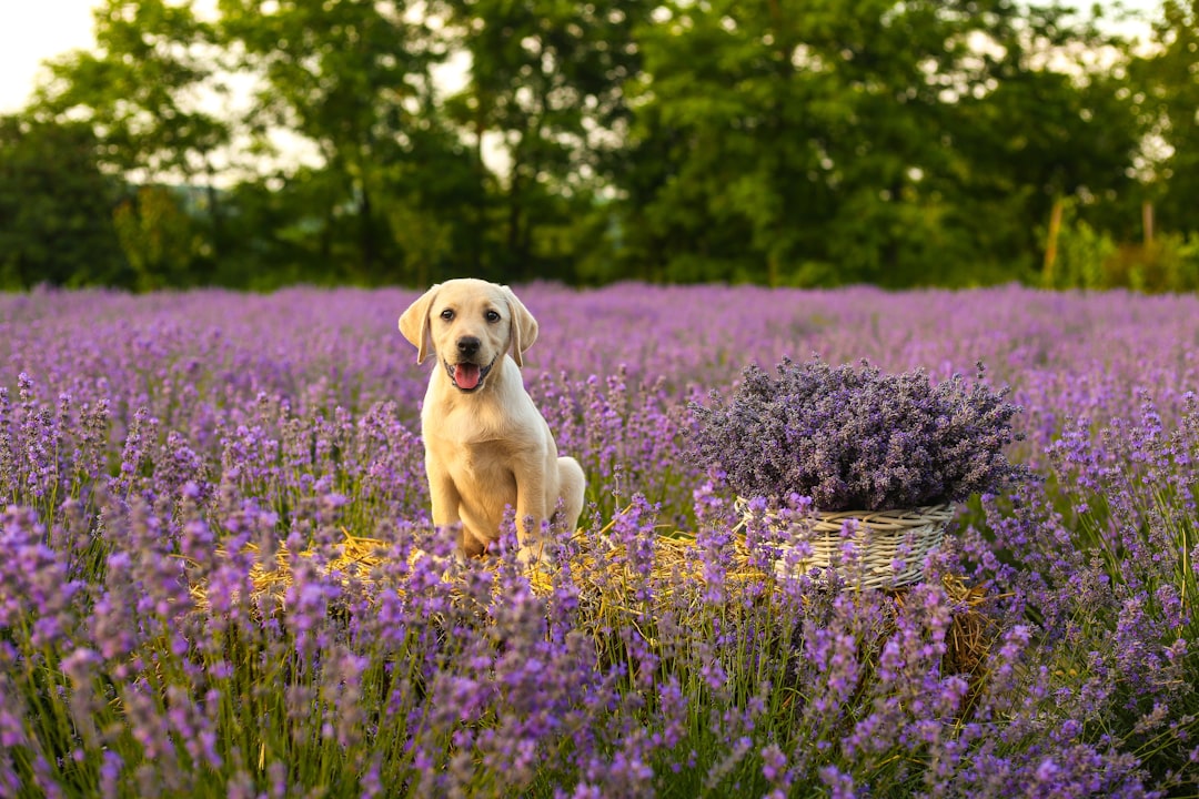 What Allergy Medicine Is Safe for Dogs? A Vet-Approved Guide