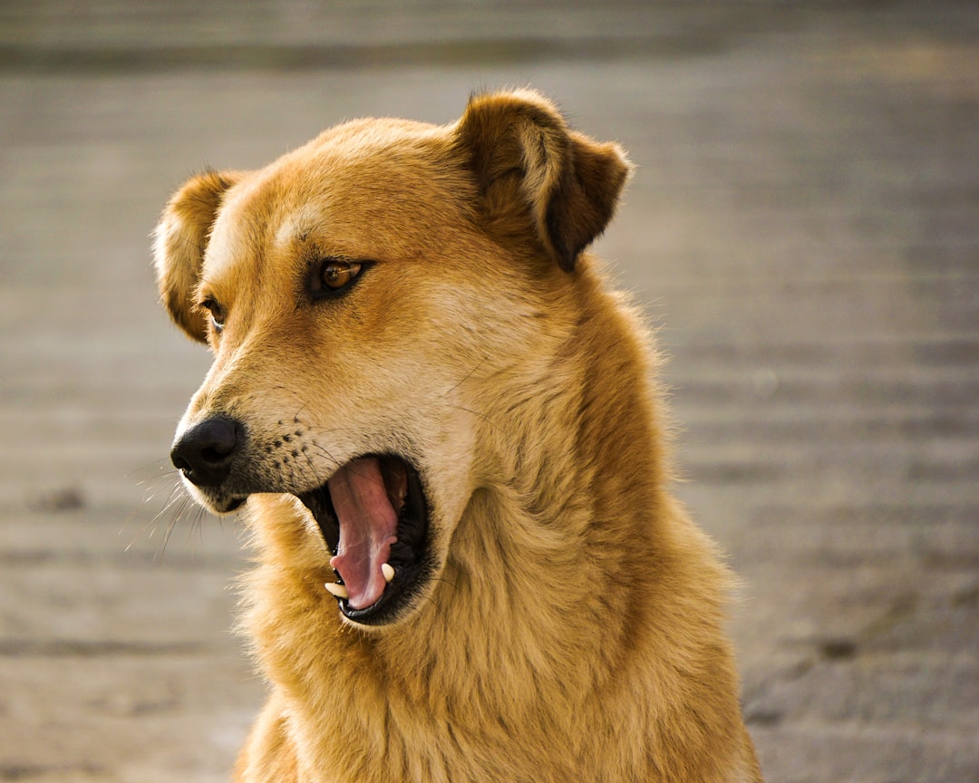 Do Dogs Calm Down After Being Spayed? Vet Insights