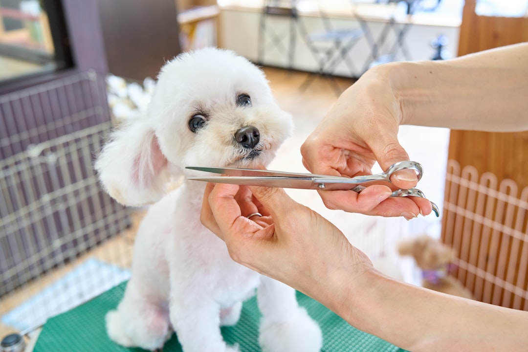 Dog Skin Allergy Treatment: Vet-Approved Solutions