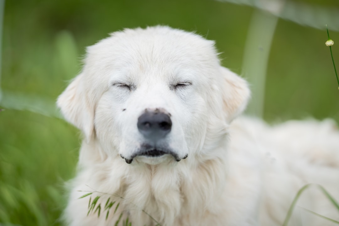 How to Know If Your Dog Has Allergies: Signs & Solutions