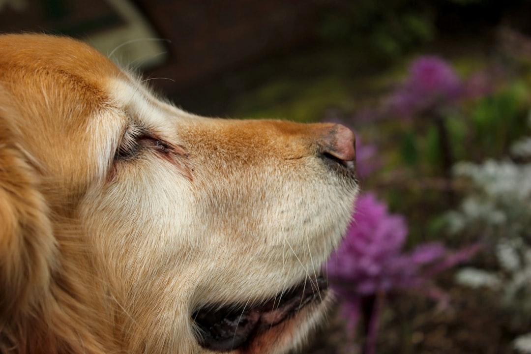 How to Relieve Dog Allergies: Proven Relief Strategies (2026)