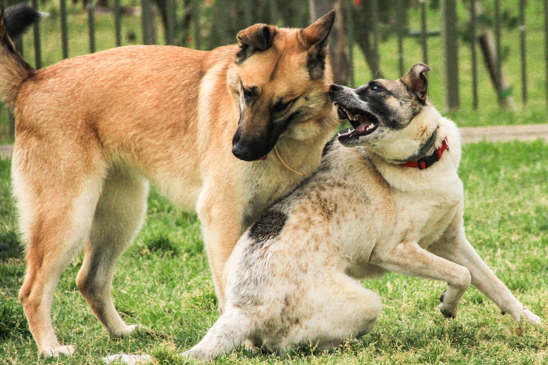 Does Neutering a Male Dog Calm Him Down? 2026 Vet Insights