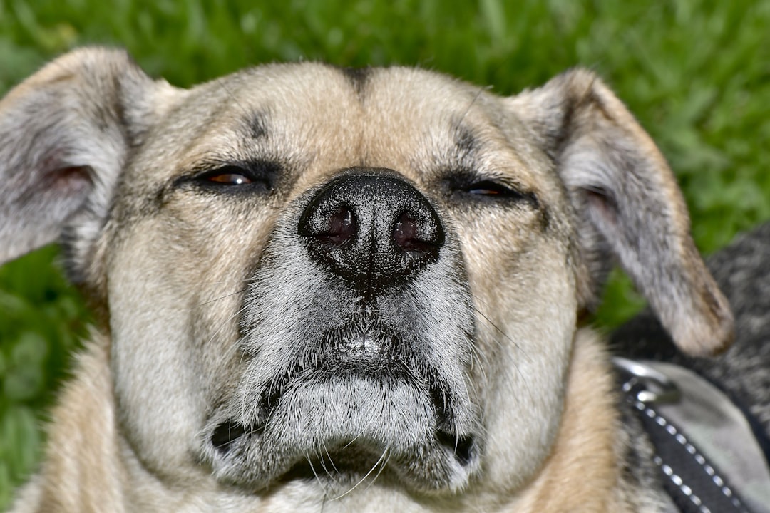 Does Neutering Calm a Dog Down? Vet Insights for 2026