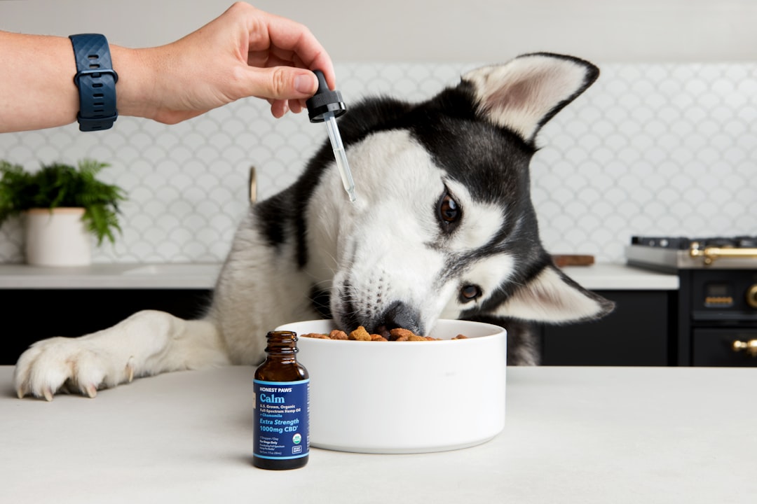 Can You Give Dogs Allergy Pills? 2026 Vet-Approved Safety Guide