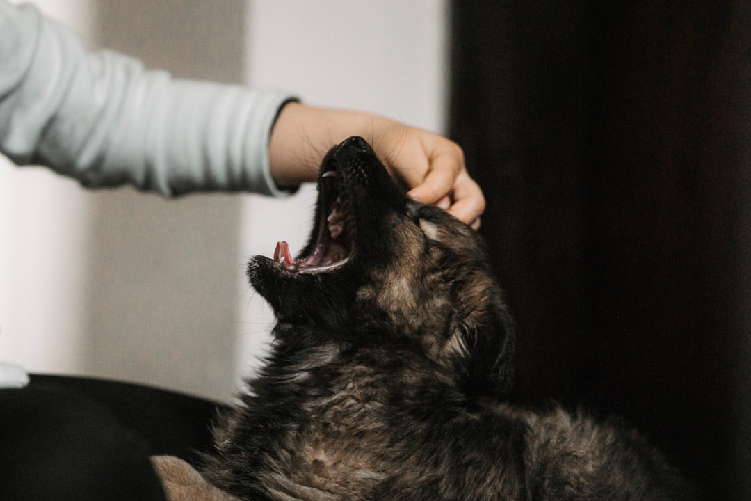 How to Calm a Dog Down: Expert Techniques That Work in 2026