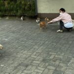 Pet health and wellness