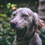 Pet health and wellness