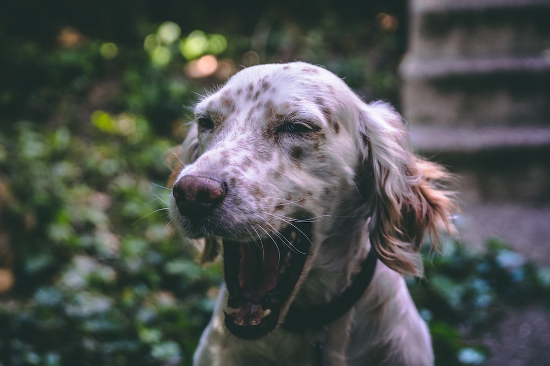 What Can I Give My Dog to Calm Him Down? 2026 Vet-Approved Guide