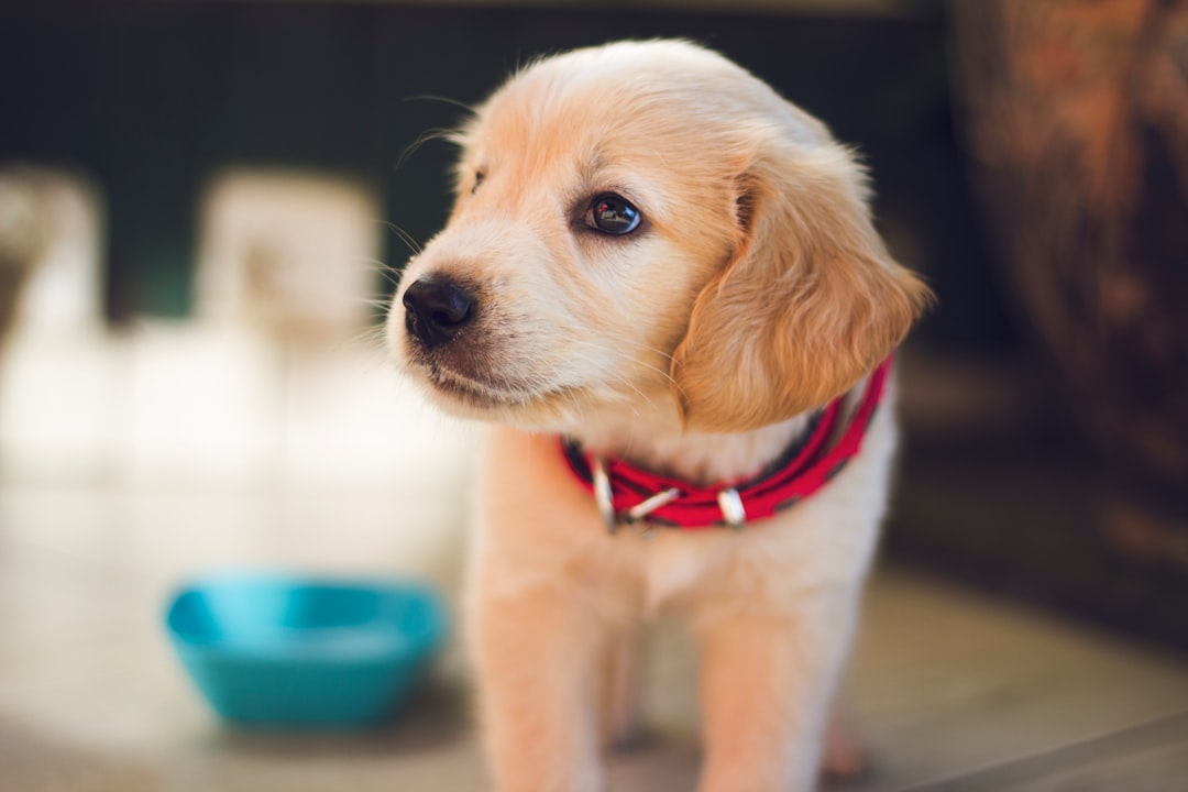 Can I Give My Dog Benadryl for Allergies? Vet-Approved Guide