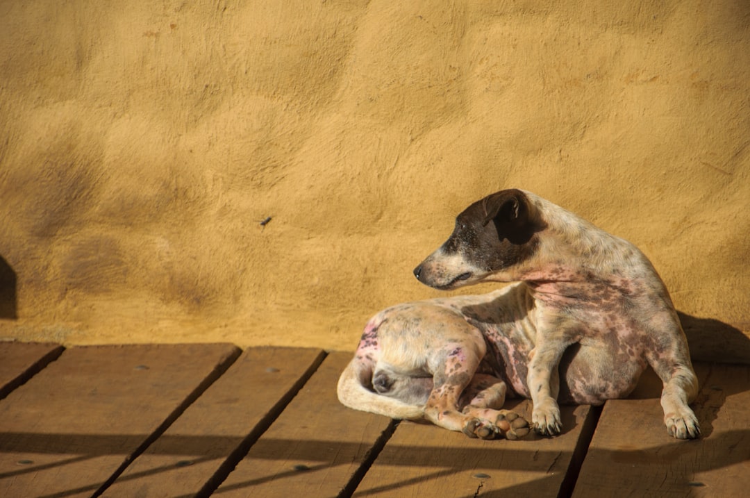 How to Calm a Dog&rsquo;s Itchy Skin: 2026 Vet-Approved Guide