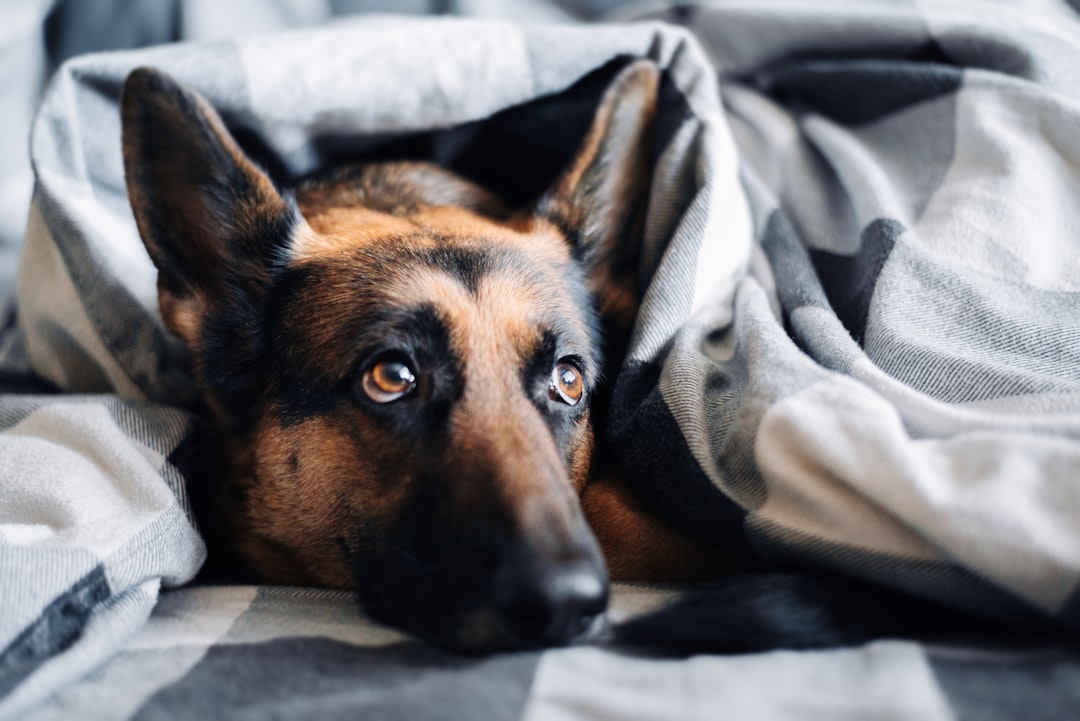How to Calm Dog Anxiety Naturally: 2026 Guide for Pet Parents