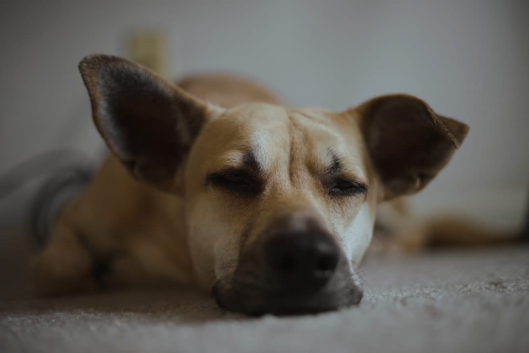 Does Spaying Calm a Dog Down? Complete 2026 Owner&rsquo;s Guide