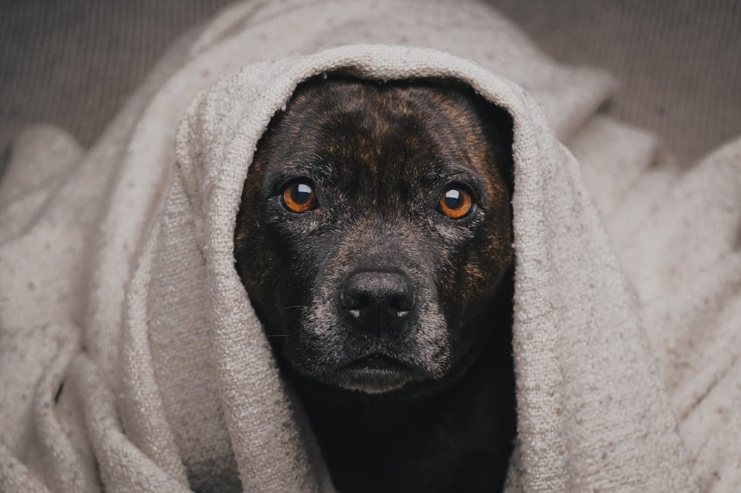 How to Calm a Dog During Thunder: 2026 Expert Guide