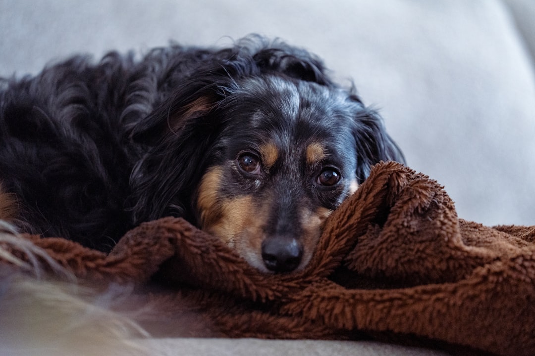 How to Calm a Dog with Anxiety: 2026 Guide for Allergy-Related Stress