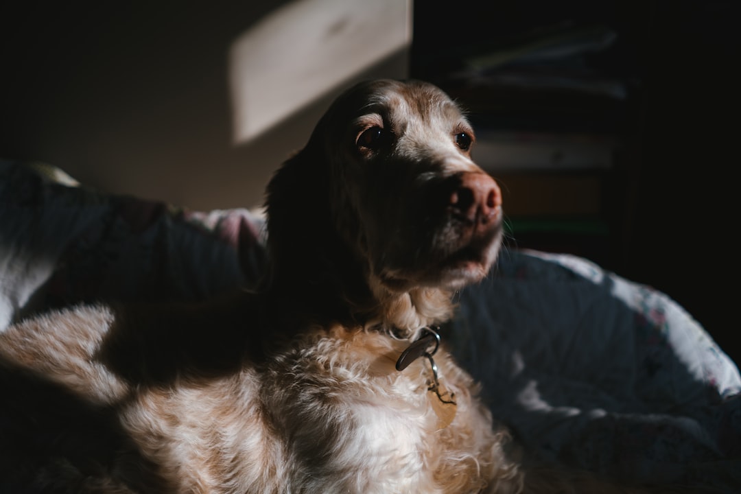 How to Calm a Dog With Dementia at Night: 2026 Guide