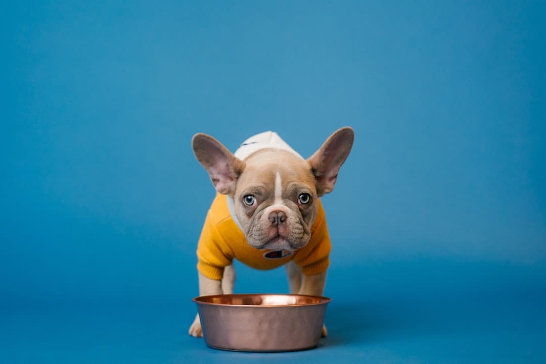 What Is a Good Dog Food for Dogs With Allergies? 2026 Vet-Approved Guide