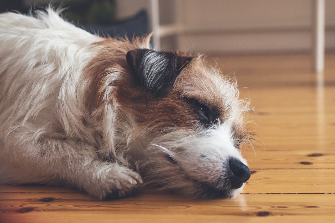 How to Calm Dog Down During Allergy Flare-Ups: 2026 Guide