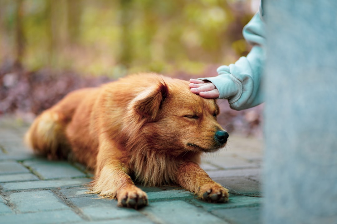 What Can You Give a Dog to Calm Them Down? 2026 Guide