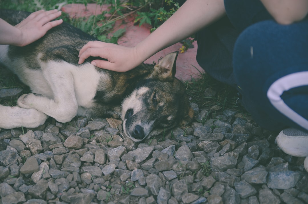 Does Getting a Dog Fixed Calm Them Down? Vet Insights 2026