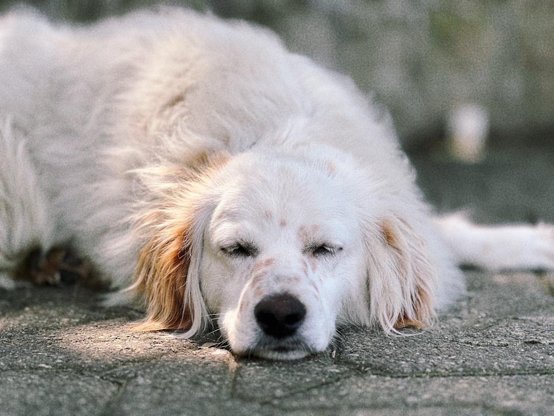 Does Neutering Calm Dogs Down? 2026 Vet Insights