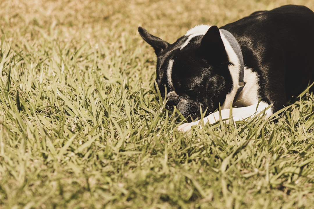Can Dogs Have Allergies to Grass? 2026 Vet-Approved Guide