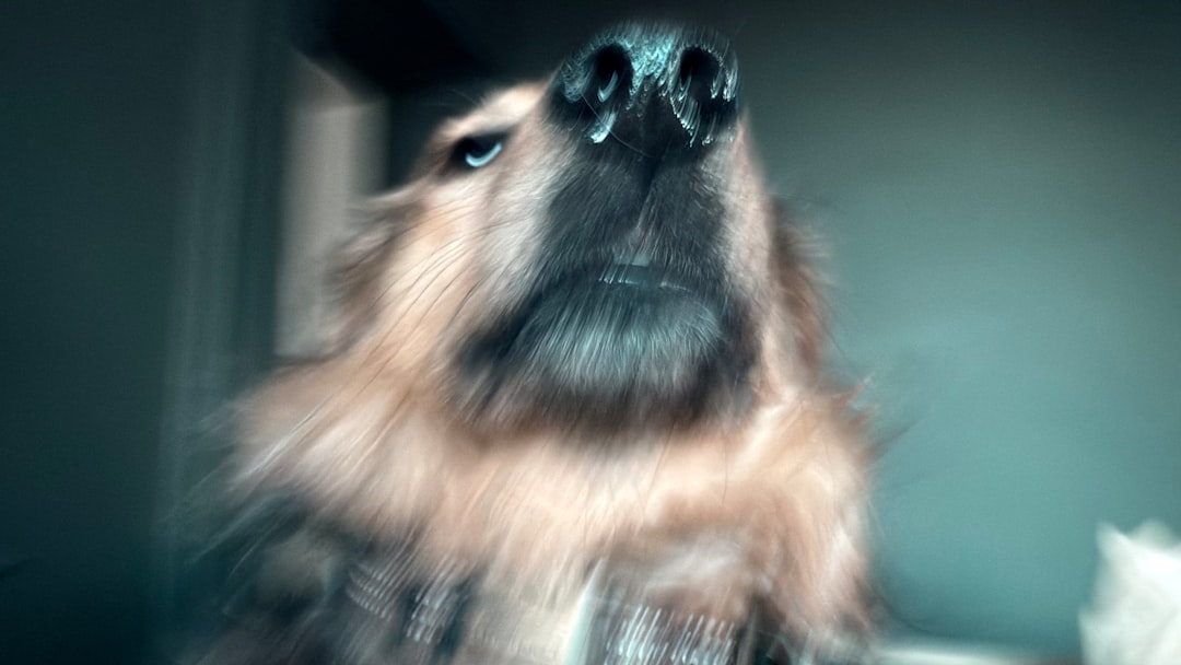 How Can You Calm Down a Hyper Dog? 2026 Vet-Approved Guide