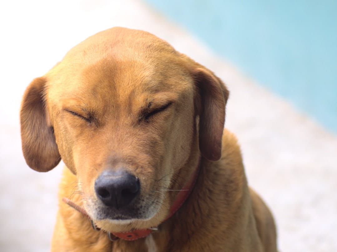 How Do You Calm a Dog? 2026 Vet-Approved Guide for Allergy Relief