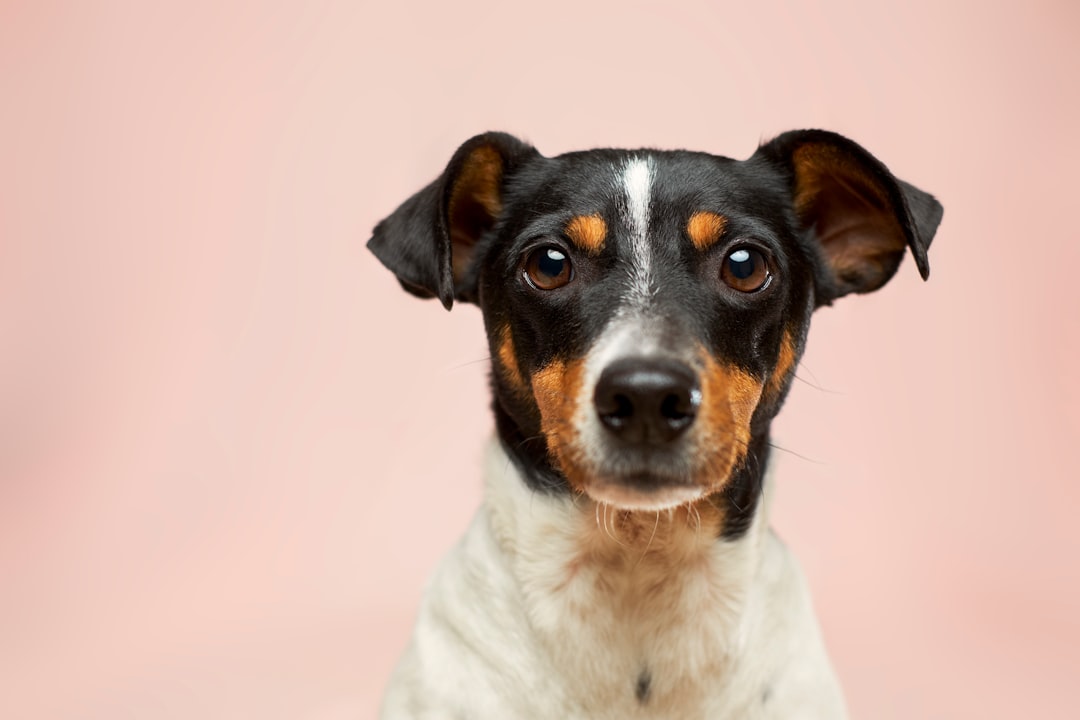 Can You Give Dogs Benadryl for Allergies? 2026 Vet Guide