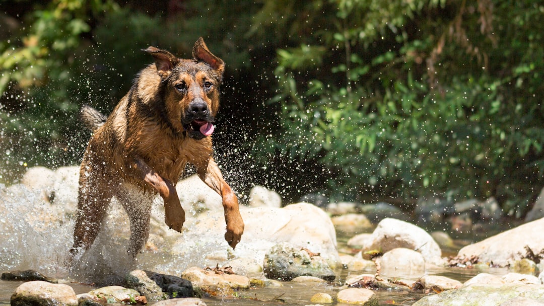 How to Calm a Hyperactive Dog: Expert Guide 2026