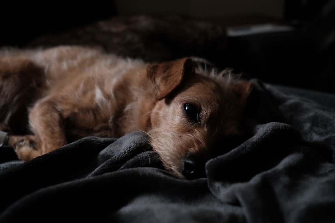 How to Calm a Restless Dog at Night: 2026 Allergy Guide