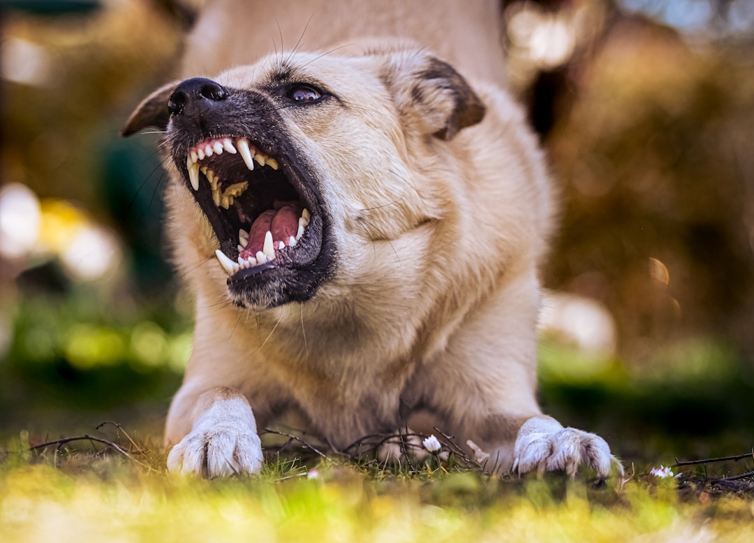 How to Calm an Aggressive Dog: 2026 Guide for Allergy-Related Irritability