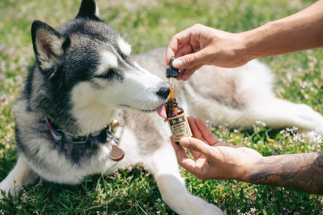 How to Help Dogs With Allergies: 2026 Complete Relief Guide