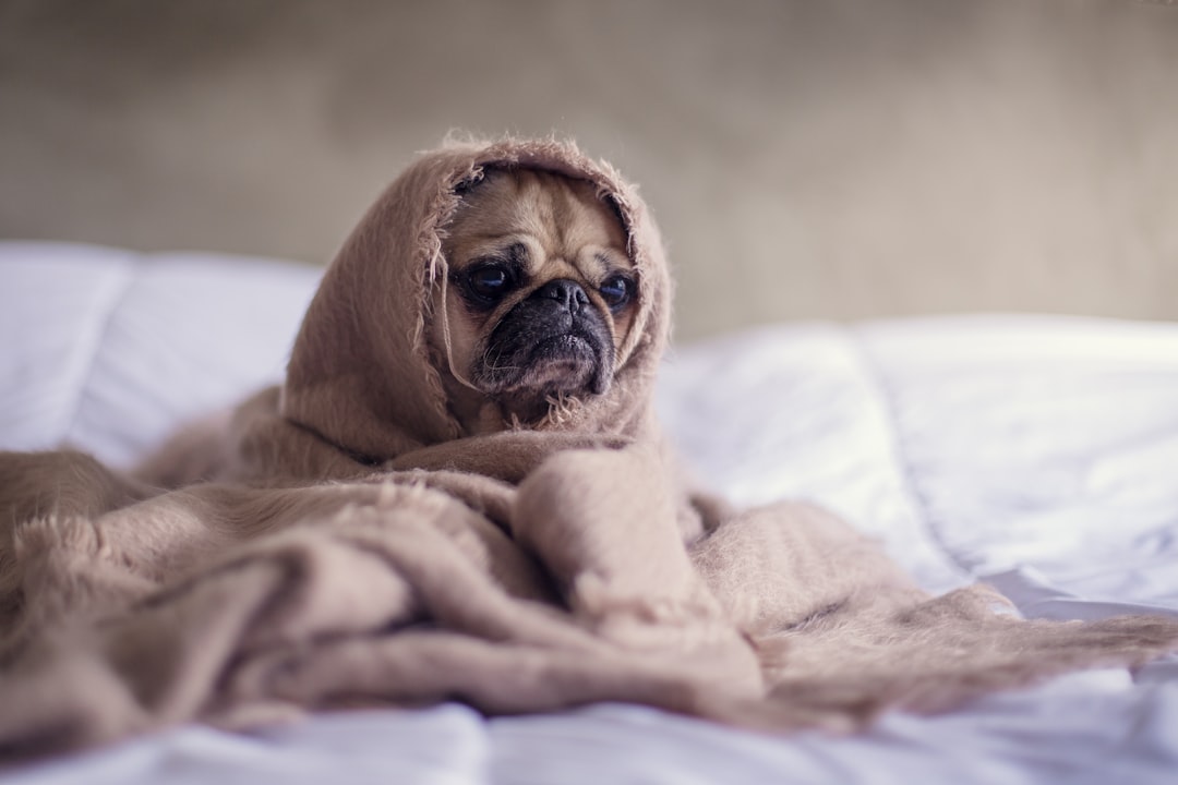 How to Calm Down a Dog With Anxiety: 2026 Expert Guide