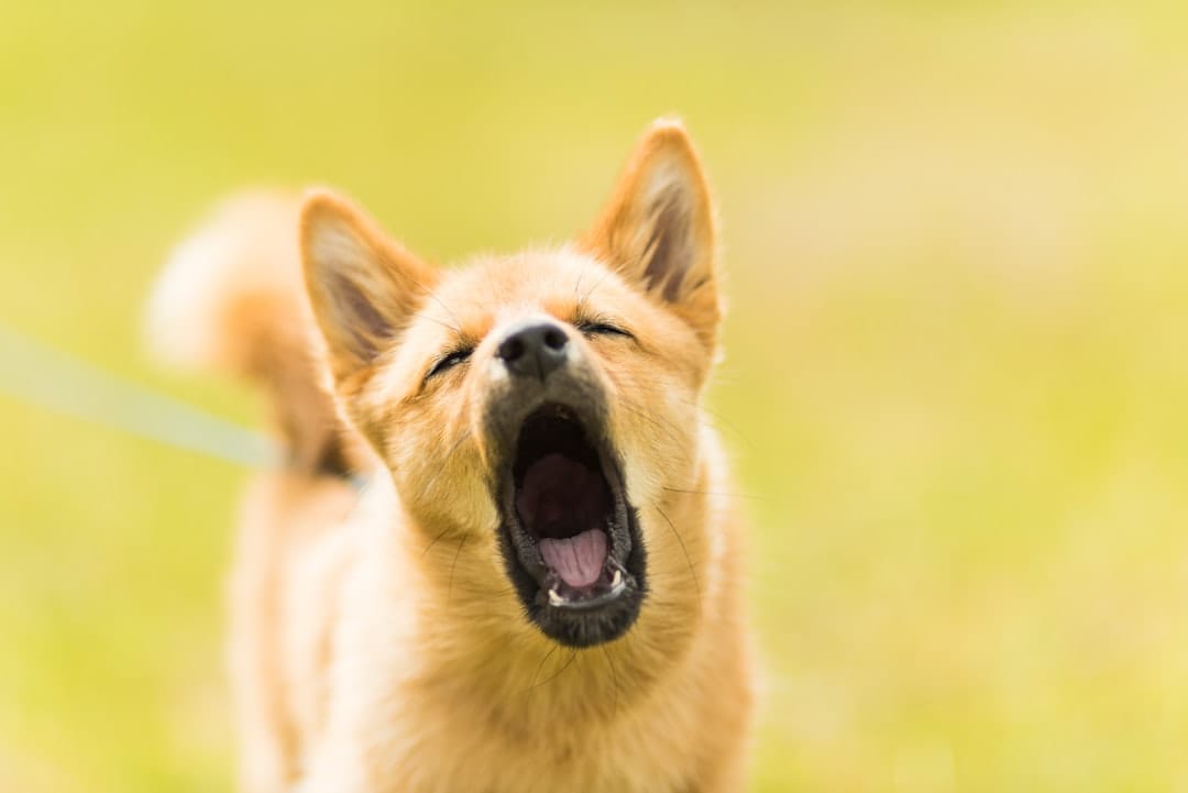 How to Get a Dog to Calm Down: 2026 Guide for Anxious Pups