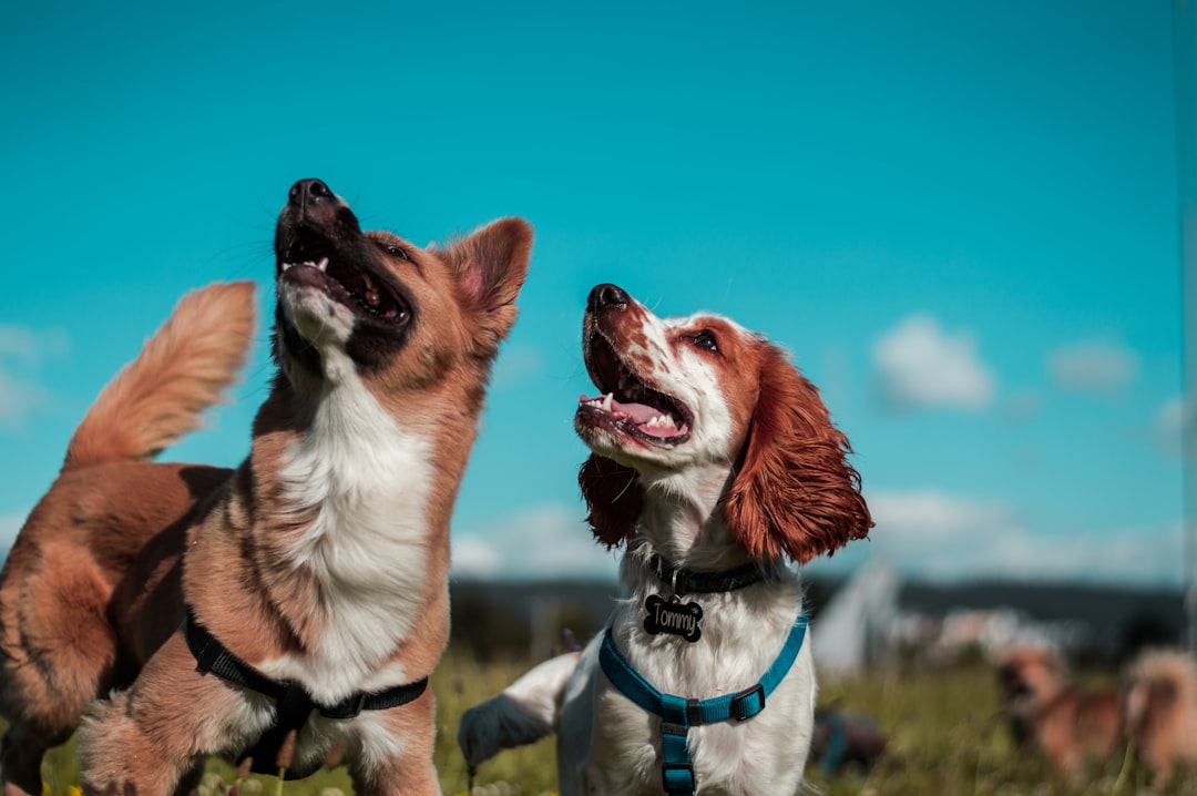 What Can Dogs Take for Allergies? 2026 Vet Guide