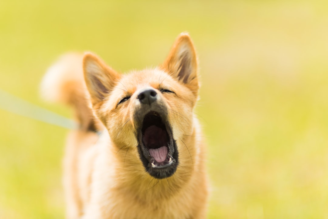 When Do Dogs Calm Down? Complete Age & Allergy Guide 2026
