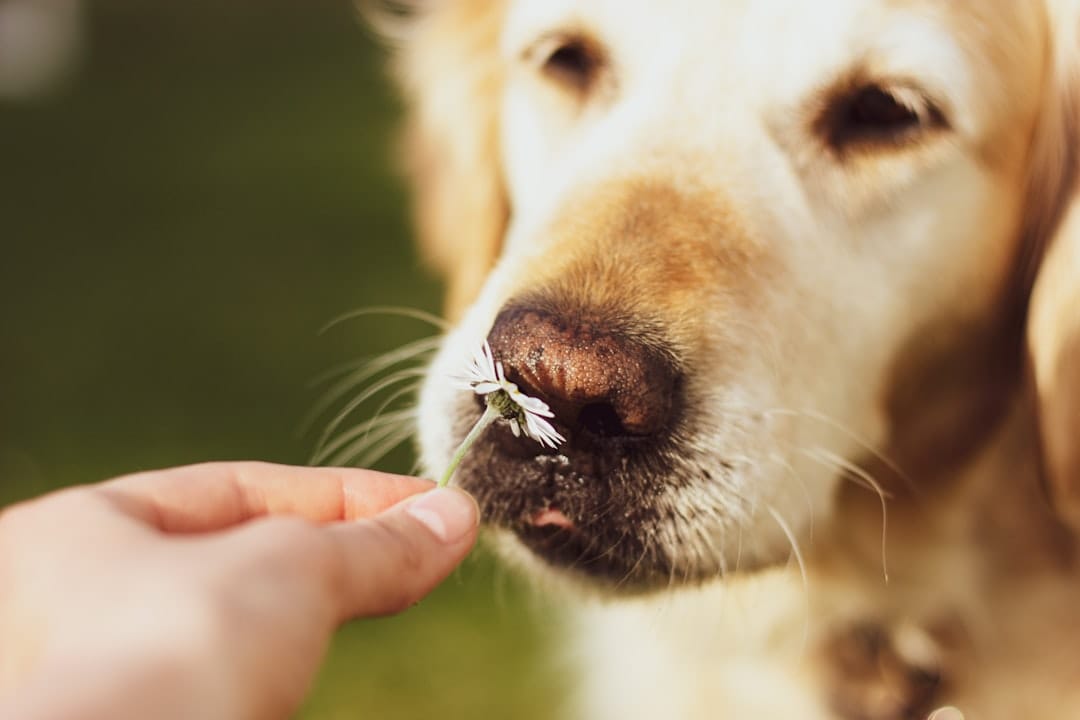What to Give My Dog for Allergies: 2026 Vet-Approved Guide