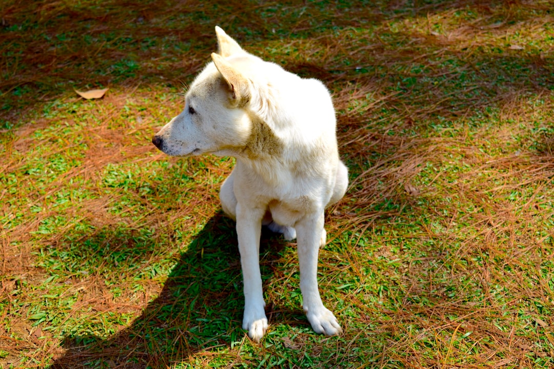 Do Female Dogs Calm Down After Being Spayed? 2026 Guide